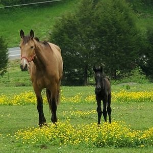 Meet your Posher, Adam